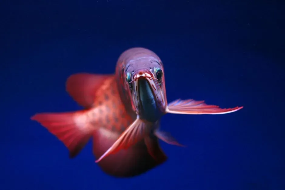 #10 - Fish That Recognize Individual Human Faces (Image Credits: Pexels)