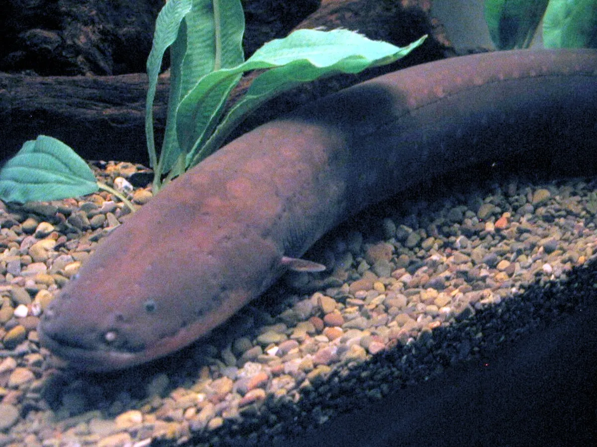 3. The Electric Eel: A Living Power Plant (Image Credits: Wikimedia)