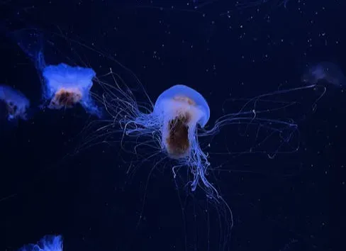 Why Blue Is the Favorite Color of the Deep (Image Credits: Pexels)