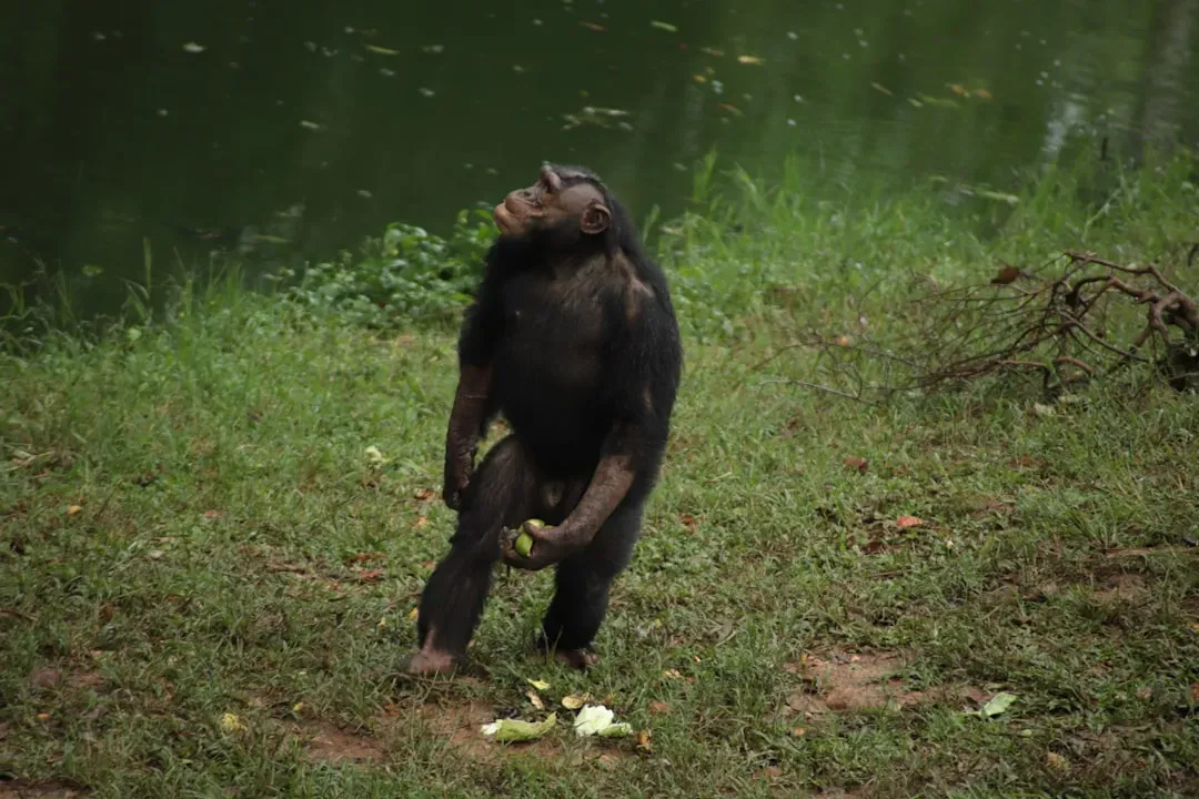 Chimpanzees Creating Ritual Stone Cairns (Image Credits: Unsplash)