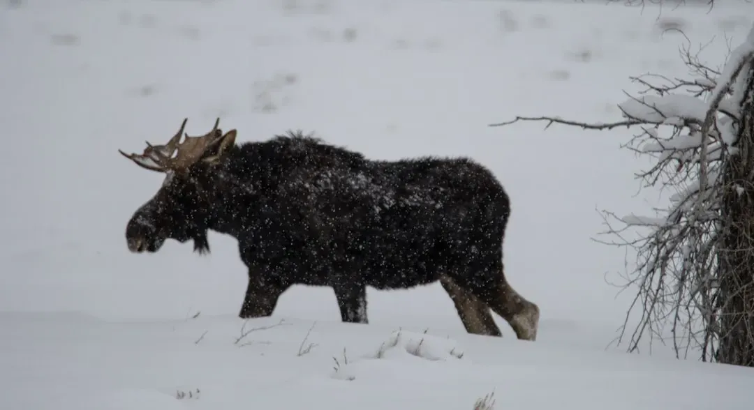 7. They’re Built for Brutal Winters You Probably Wouldn’t Survive (Image Credits: Unsplash)
