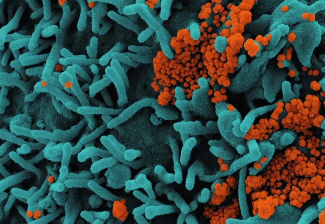 Conclusion: seeing the world through a microbial lens (Image Credits: Unsplash)