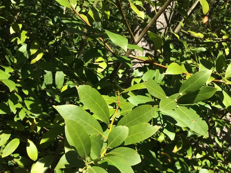 Talking Through the Air: Chemical Messages From Leaves (Image Credits: Flickr)