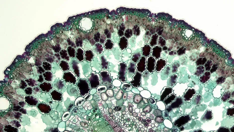 Evolutionary Aftershocks: From Simple Cells to Complex Life (Image Credits: Pexels)