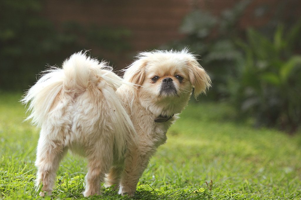 They Check In With You During Walks and Adventures (Image Credits: Flickr)