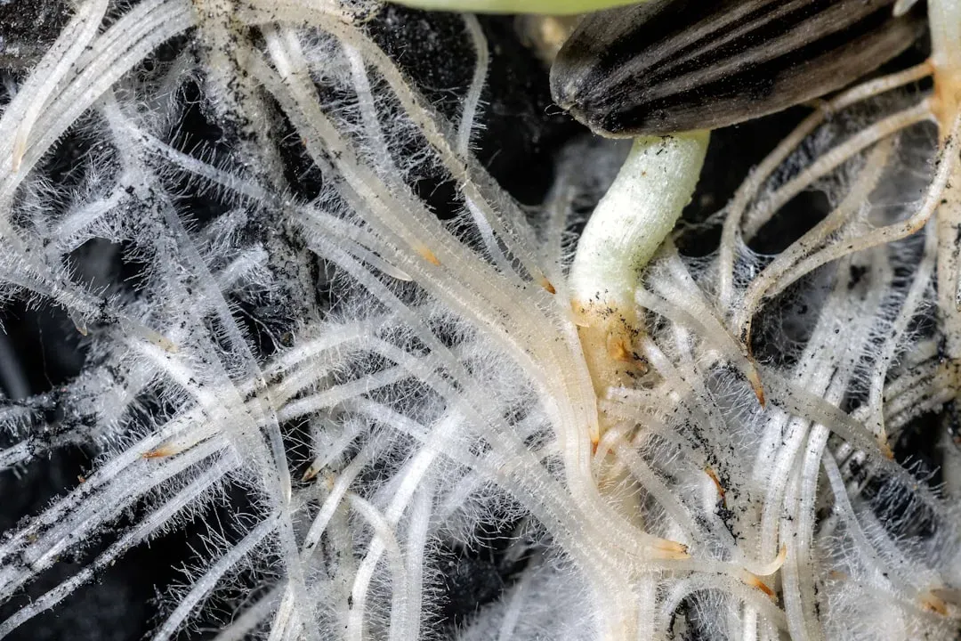 What This Means for Forest Management and Restoration (Image Credits: Unsplash)
