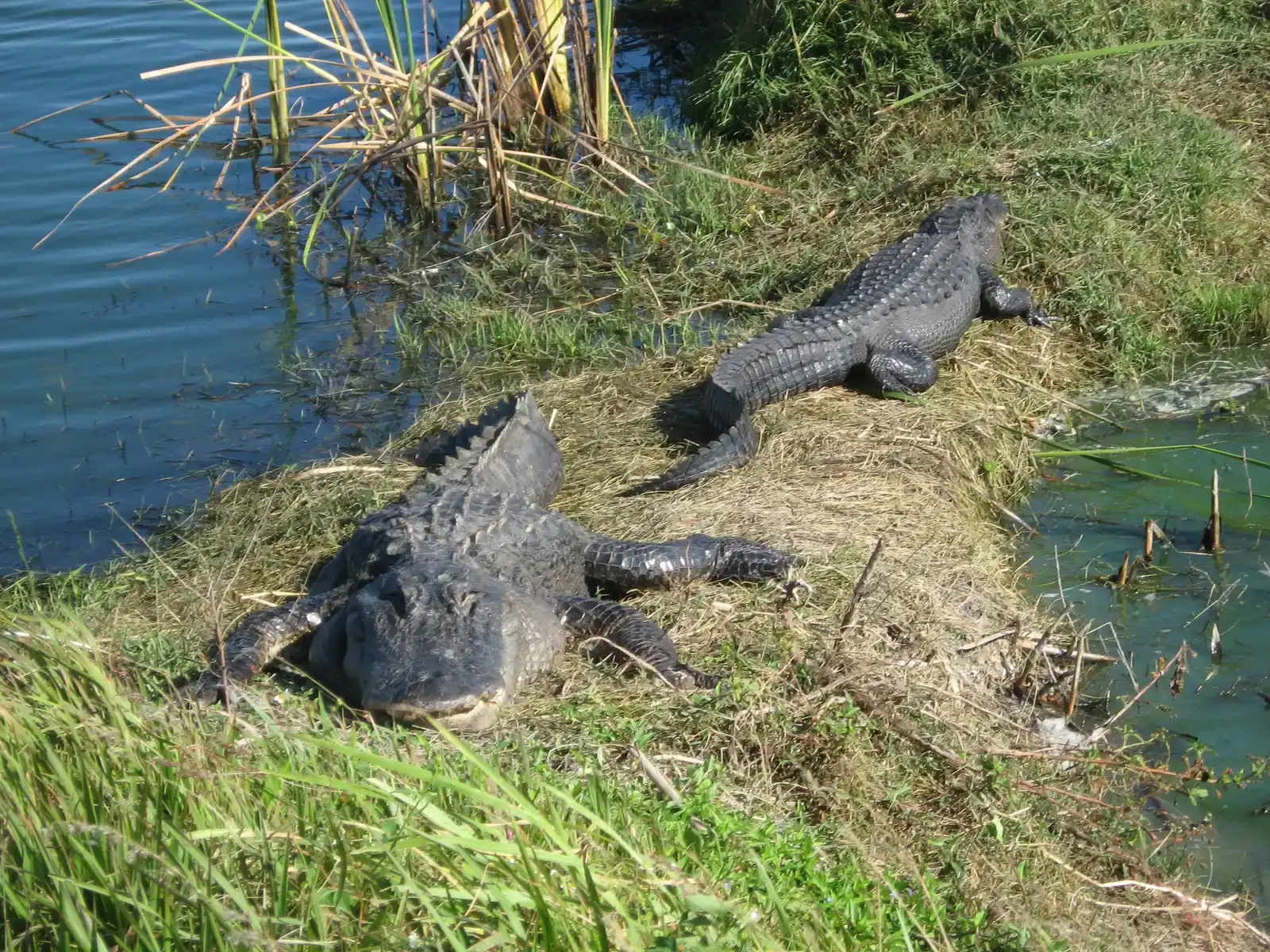 Why Alligators Are Such Powerful Indicators of Wetland Health (By Lakeland julie, CC BY-SA 4.0)