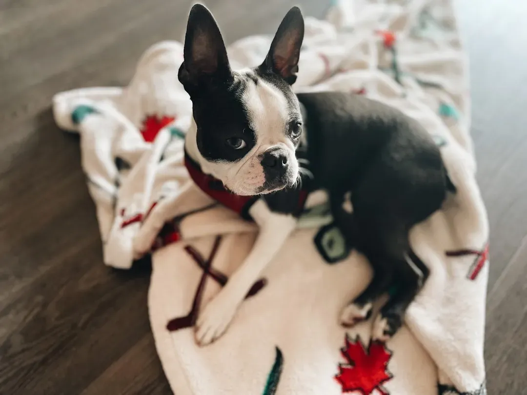 Hygiene and Cleanliness for Both You and Your Dog (Image Credits: Unsplash)