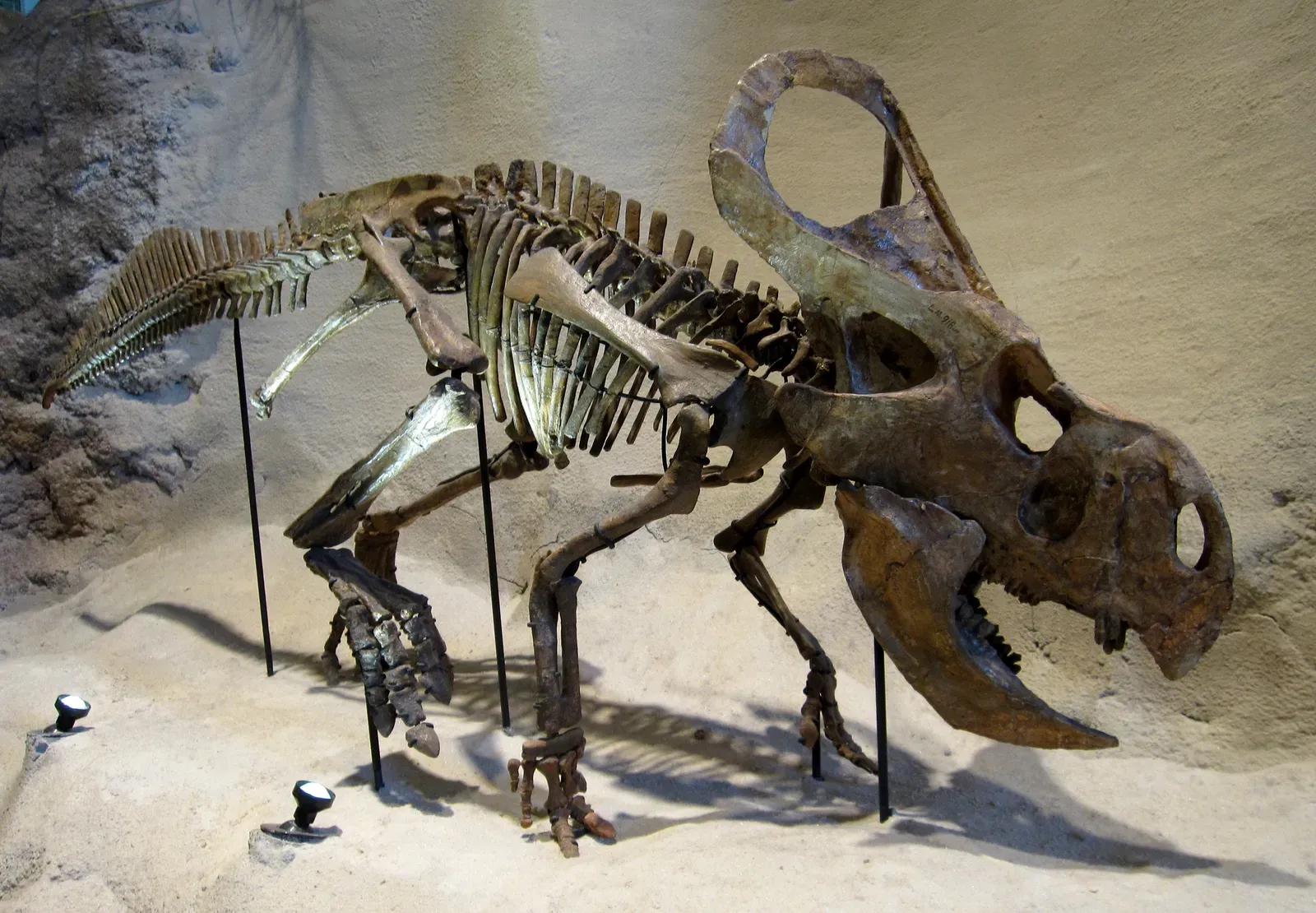 #5 – The Gobi Desert's Protoceratops-Dragon Hybrid (protoceratopsUploaded by FunkMonk, CC BY 2.0)