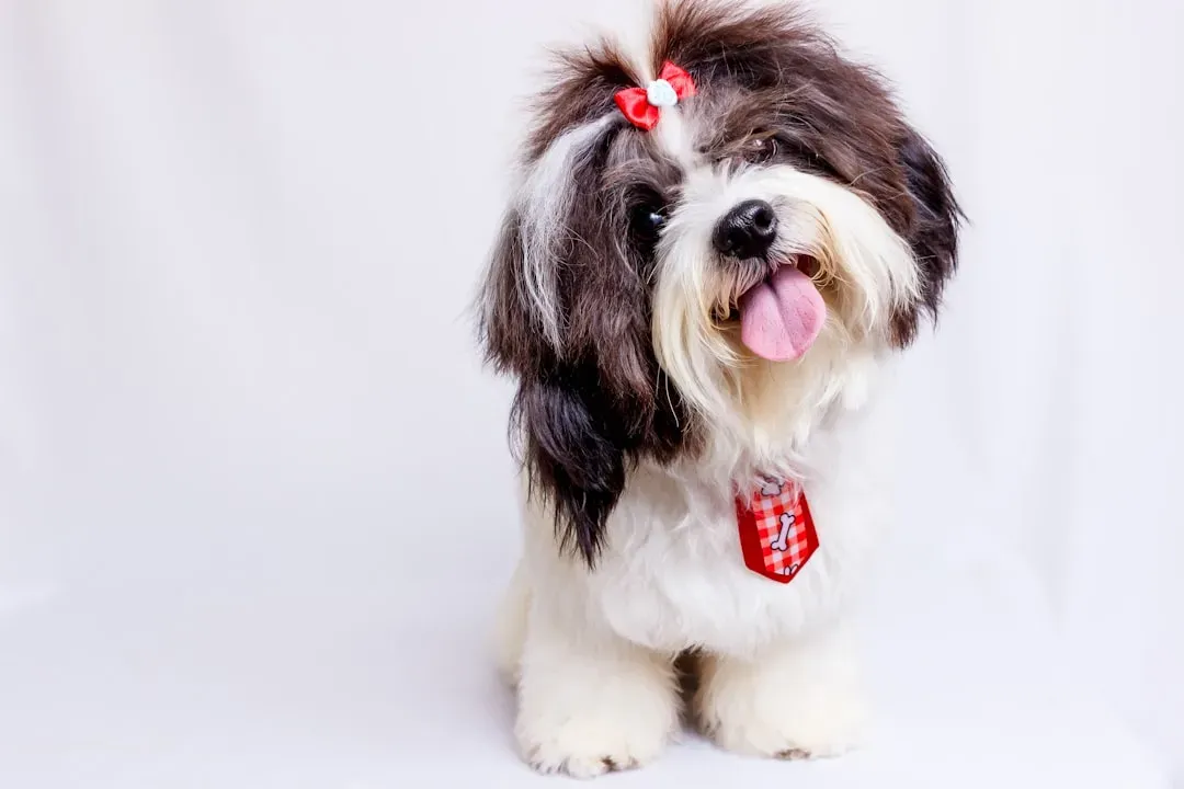 Shih Tzu: The Calm Companion for Cozy Visits (Image Credits: Unsplash)