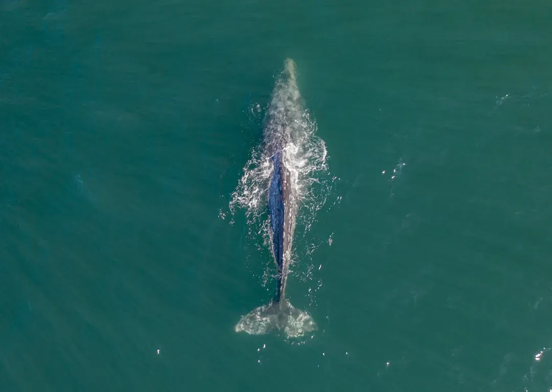 Gray Whales: Coastal Migrants That Almost Didn’t Make It (Image Credits: Unsplash)