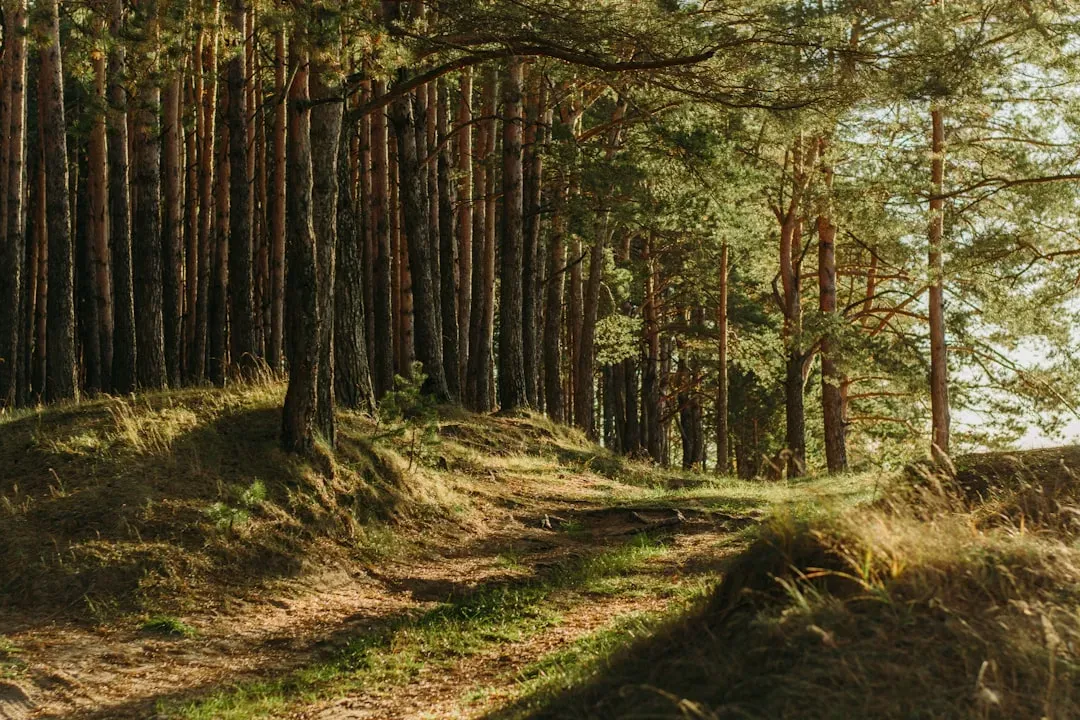 3. Forests in Both States Are Slowly Growing Older and More Complex Again (Image Credits: Unsplash)