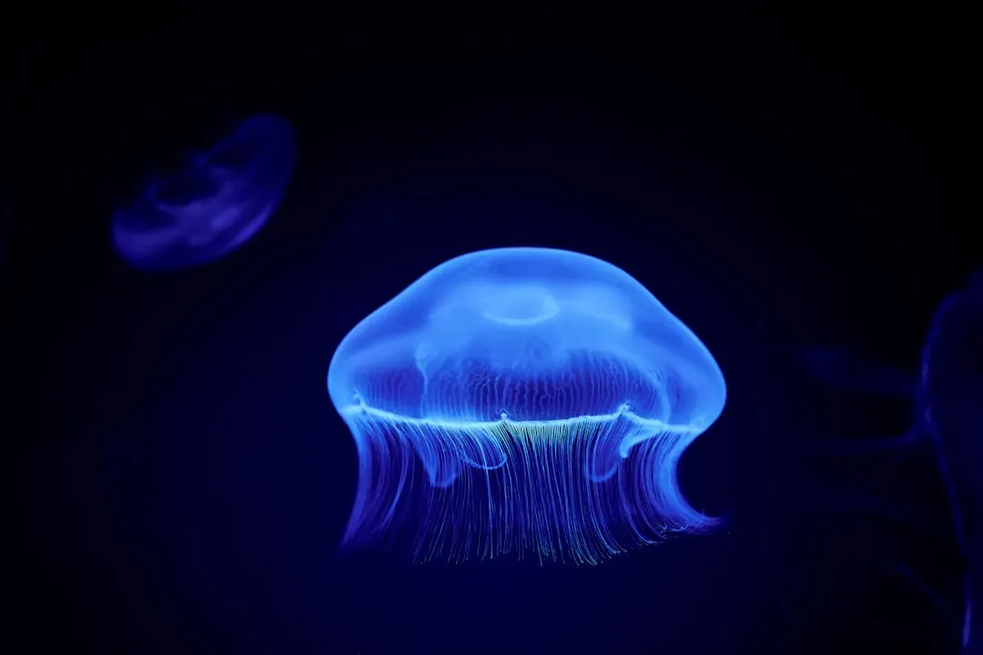 Aquarius – The Jellyfish (Image Credits: Unsplash)