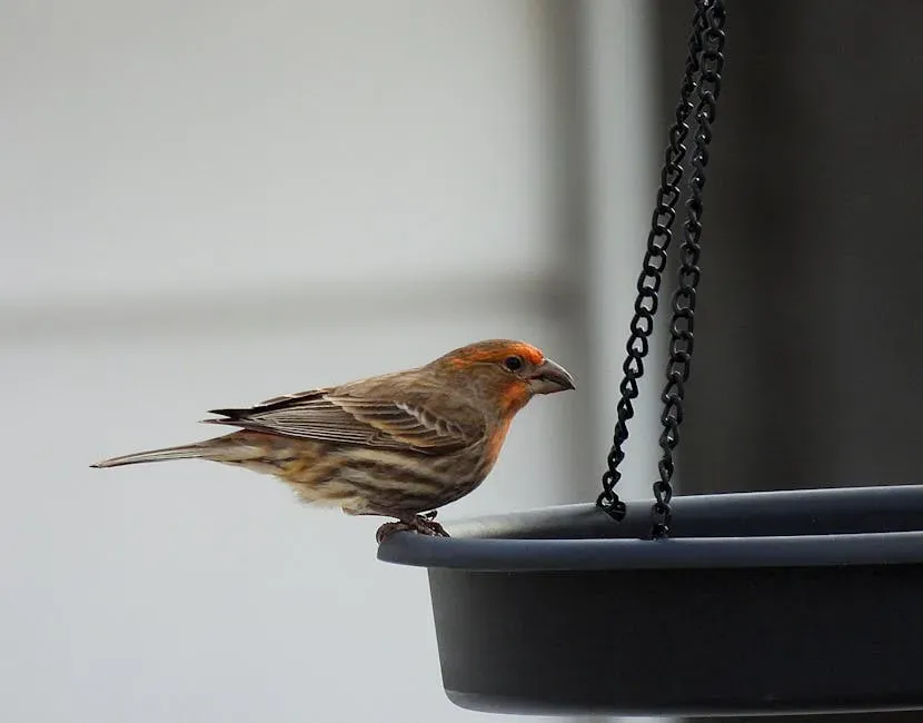 How to Respond When a Finch Keeps Visiting You (Image Credits: Pexels)