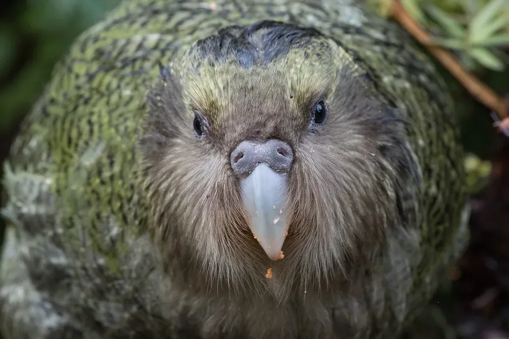 Kakapo – The Flightless Night Parrot of New Zealand (kimberley_collins, Flickr, CC BY 2.0)