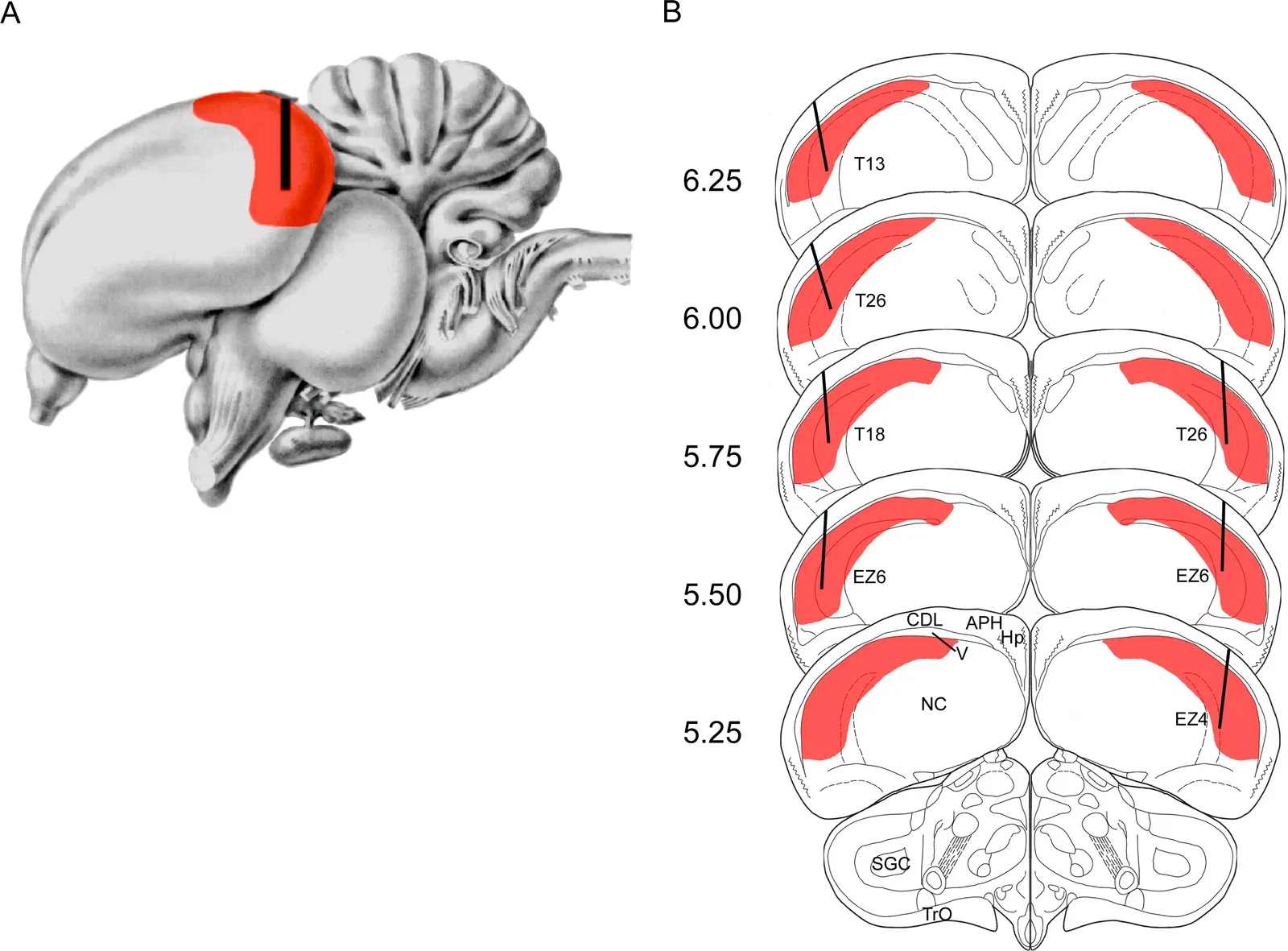 The Hippocampus as Librarian: From Short-Term to Stored History (Image Credits: Wikimedia)