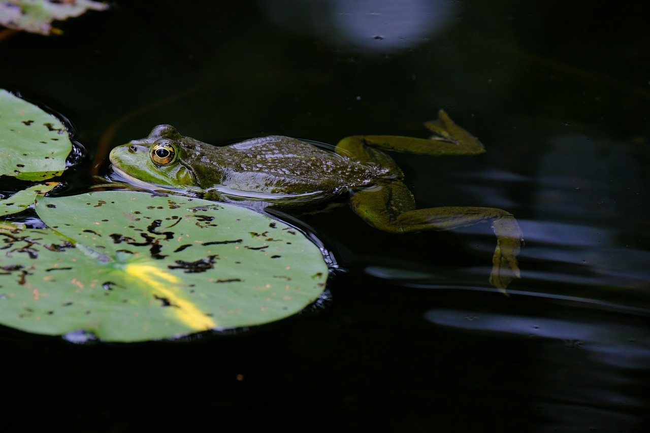 Amphibian Activities Follow Moon Patterns (Image Credits: Pixabay)