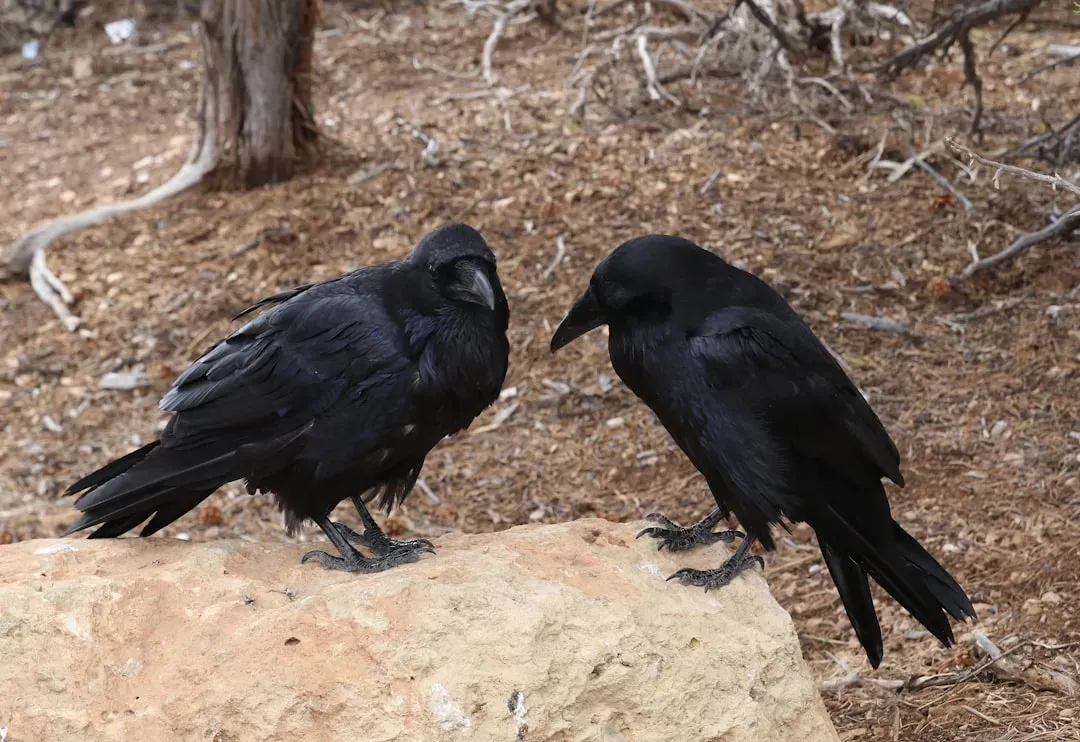 Old Myths And Modern Meaning: What Traditions Say About Raven Pairs (Image Credits: Unsplash)