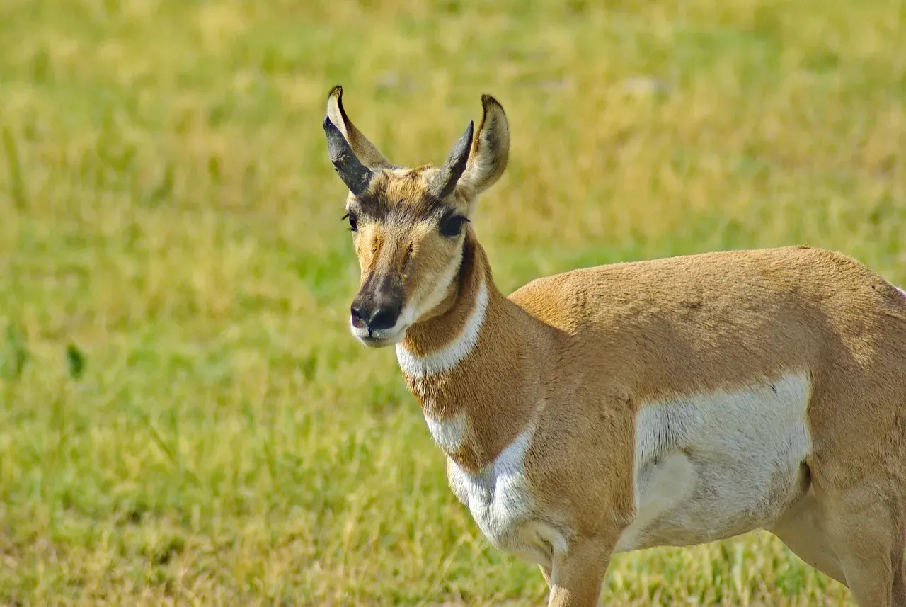 6. Pronghorn – High‑Speed Specialist of the Open Sagebrush Sea (Image Credits: Pixabay)
