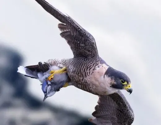 The Myth of the Peregrine Falcon as the All‑Purpose Speed Champion (Image Credits: Pexels)