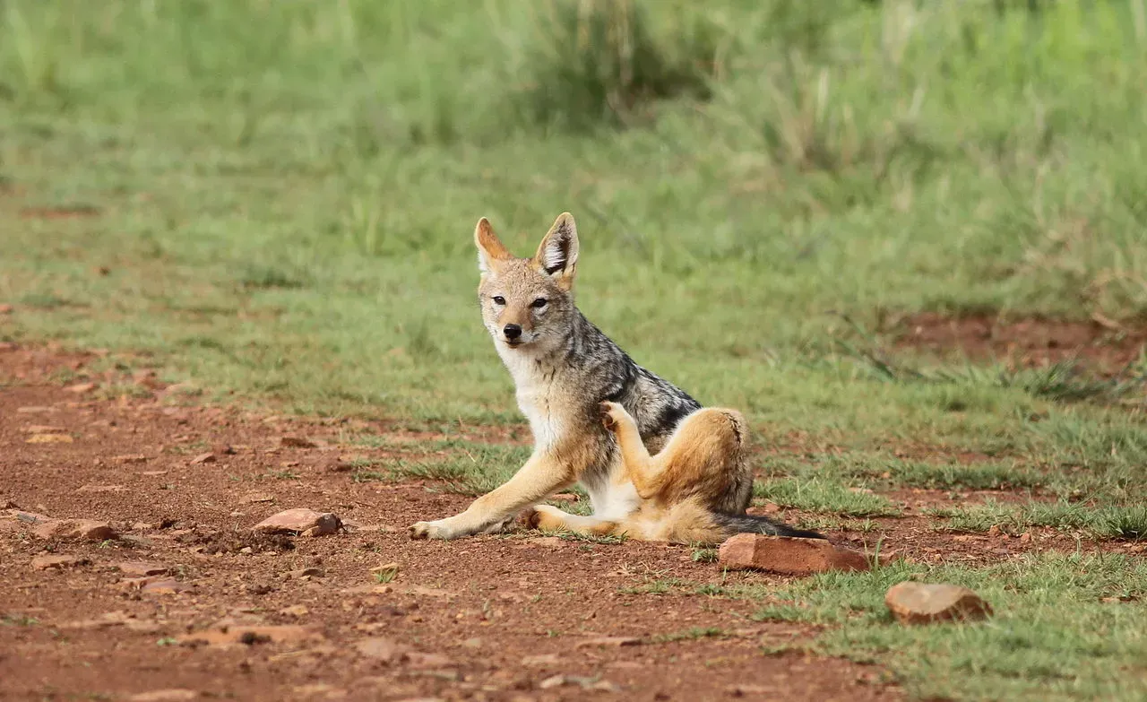 The Cost of Missing Play: What Happens When the System Skips Practice (Black-backed jackal, Canis mesomelas, a young one playing with a root as a puppy plays with a ball at Rietvlei Nature Reserve, Gauteng, South Africa, CC BY 2.0)