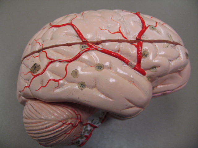 Mapping the Hidden Sixth Sense: Interoception (Image Credits: Flickr)