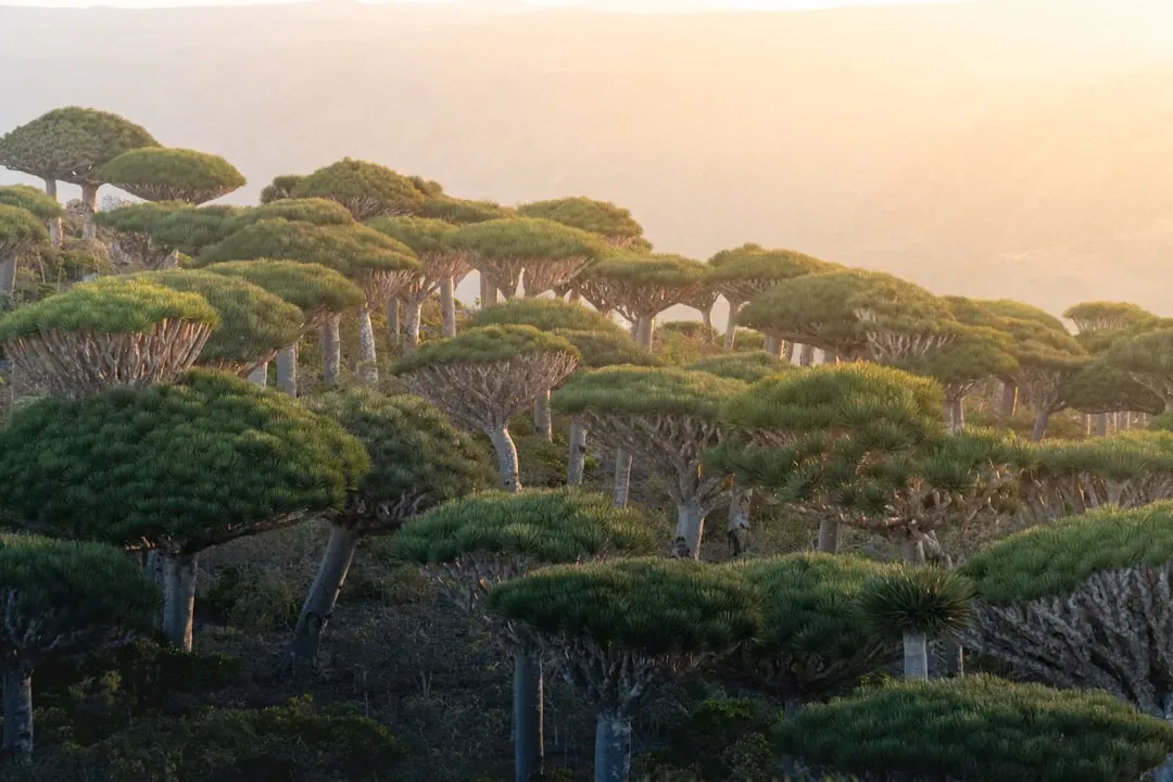 1. Socotra Island, Yemen – The Alien Garden of the Indian Ocean (Image Credits: Unsplash)