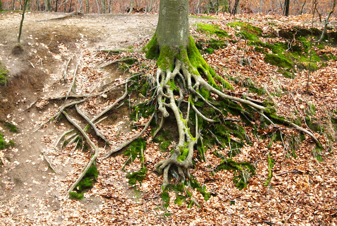 Underground Storage Systems: The Root of Survival (Image Credits: Unsplash)