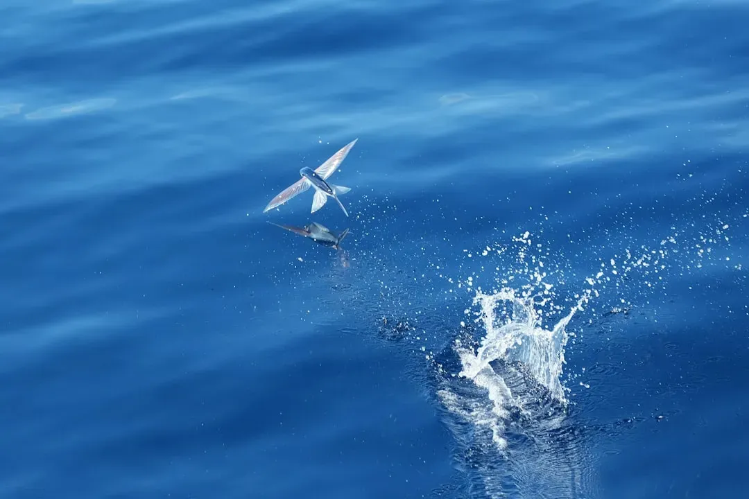 Escaping Hungry Predators Below (Image Credits: Unsplash)