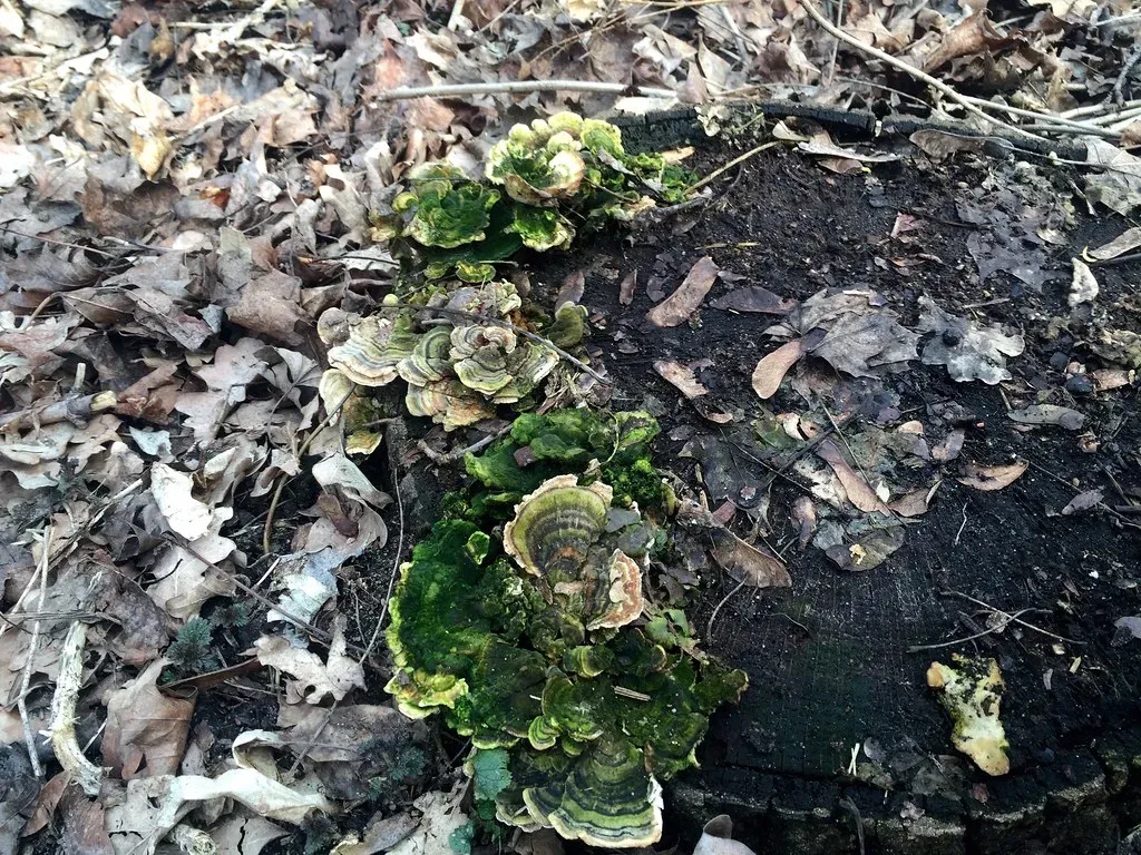 The Language of Chemical Signals (WILLPOWER STUDIOS, Flickr, CC BY 2.0)