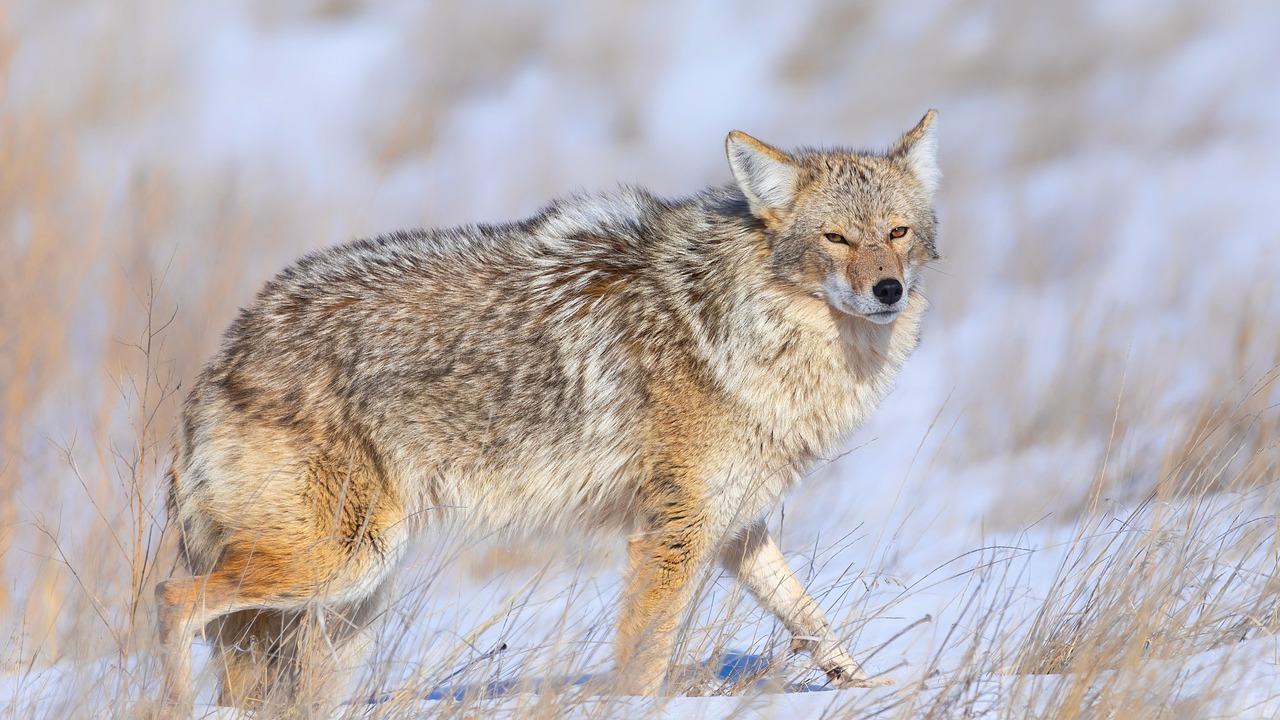 Seasonal Behavioral Adaptations (Image Credits: Pixabay)