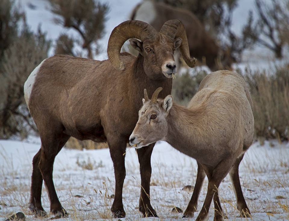 Aries: The Apex Predator with Hidden Vulnerability (Image Credits: Wikimedia)