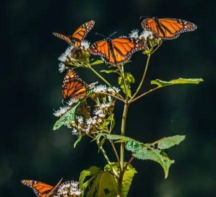 Conclusion: A Vast Migration Held Together by Tiny Places (Image Credits: Pexels)
