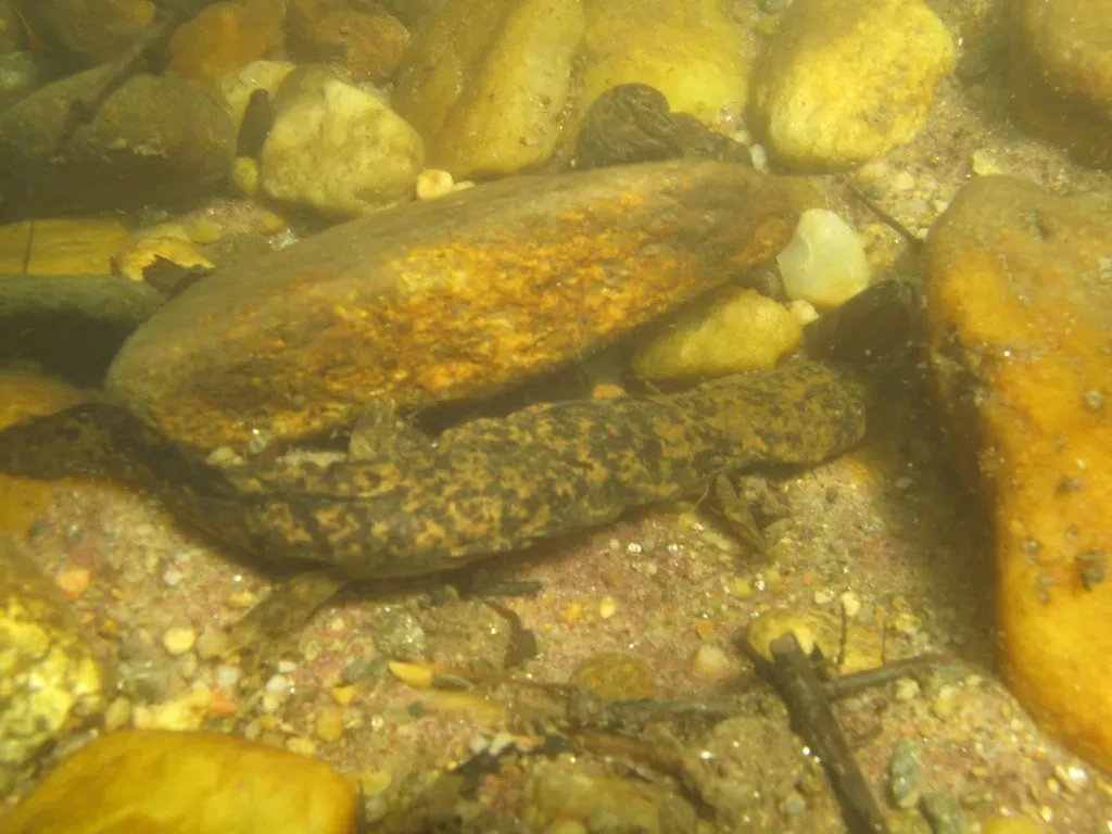 8. Eastern Hellbender – The Giant Salamander That Needs Clean Streams (Image Credits: Flickr)