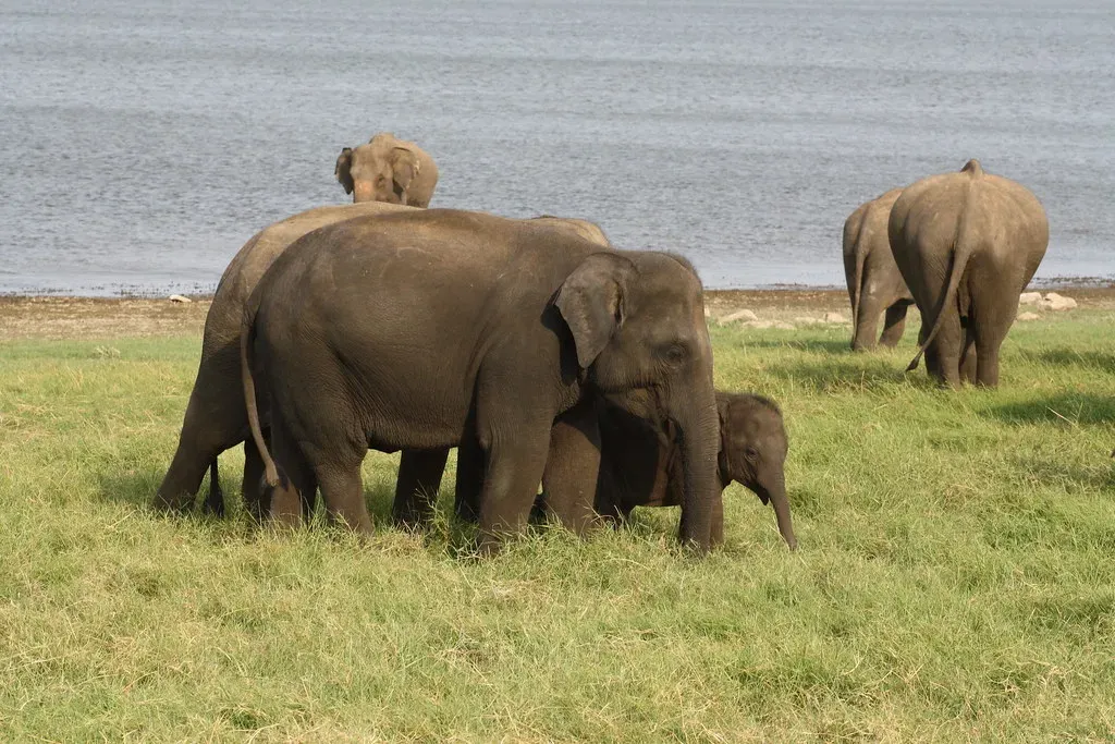 The Matriarch: Heart and Mind of the Herd (shankar s., Flickr, CC BY 2.0)