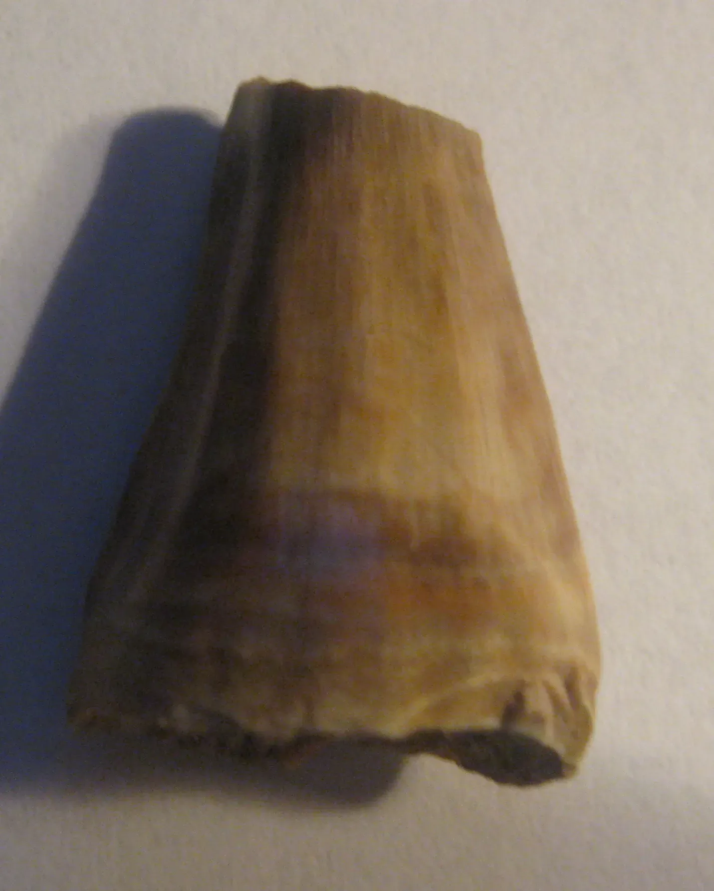 #10 A Fossil “Tooth Species” Based on a Single Figure (By Utahraptor, CC BY-SA 3.0)