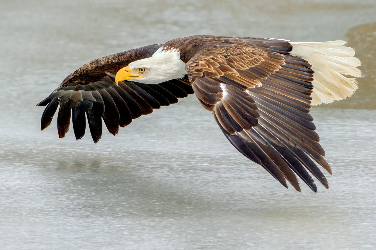 1. Bald Eagles: From Poisoned Symbol to Soaring Comeback (By Peter K Burian, CC BY-SA 4.0)