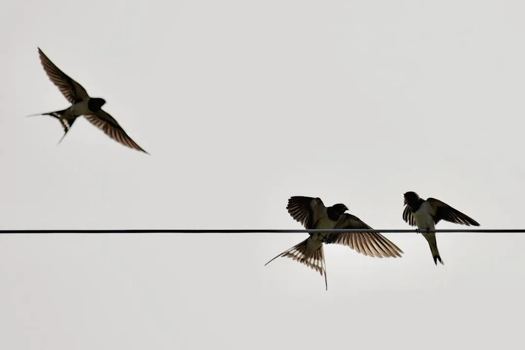 #7 - Swallows Flying Low, Expect Rain And A Blow (Image Credits: Unsplash)