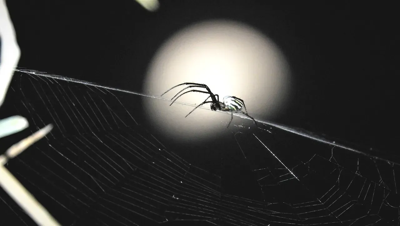 Virgo – The Night Spider Weaving Invisible Patterns (Image Credits: Pixabay)