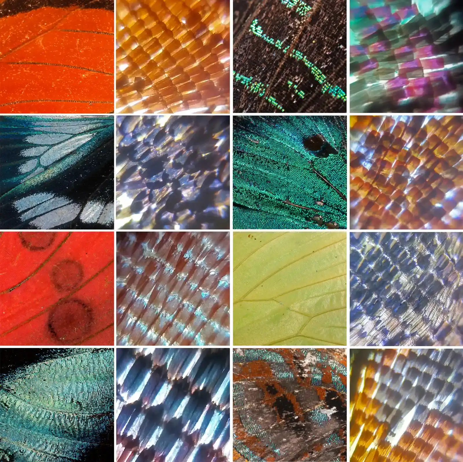 Everyday Textures from Sharks and Butterflies: Drag and Color Without Pigment (Image Credits: Wikimedia)