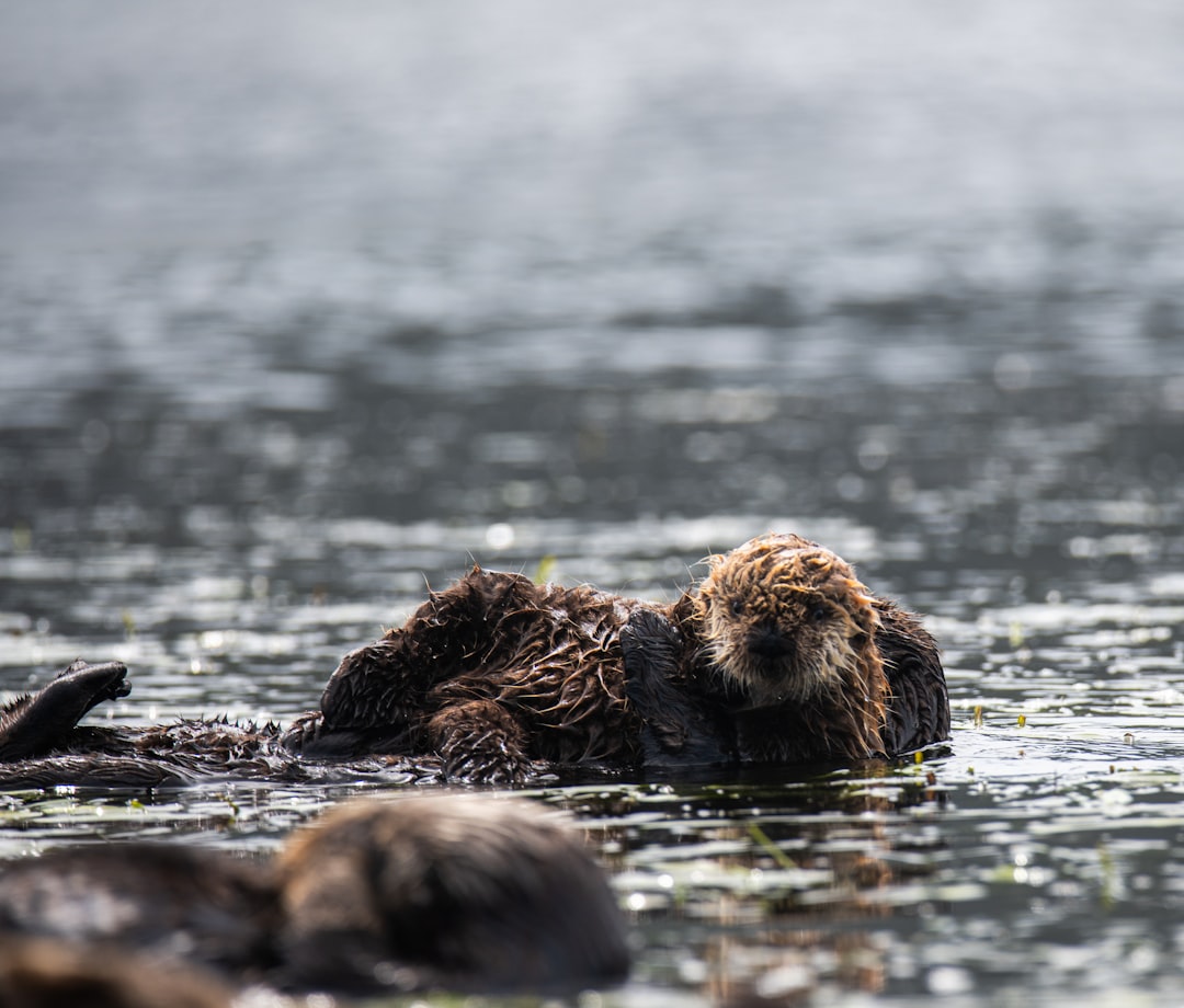Southwest Alaska Faces Complex Challenges (Image Credits: Unsplash)