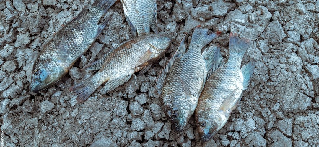 Mass Extinction Events: History's Worst Reruns (Image Credits: Unsplash)