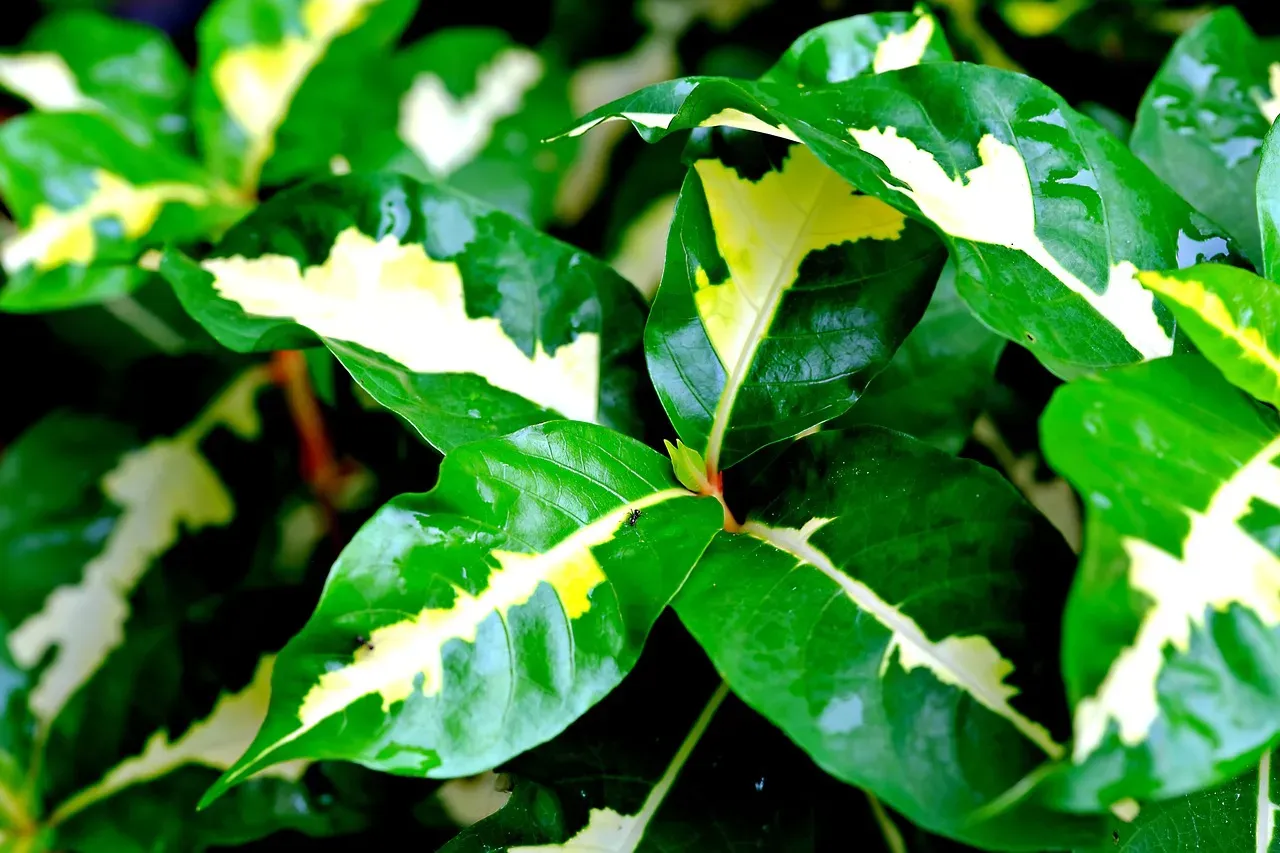 5. Color And Pattern As Visual Signals (Image Credits: Pixabay)