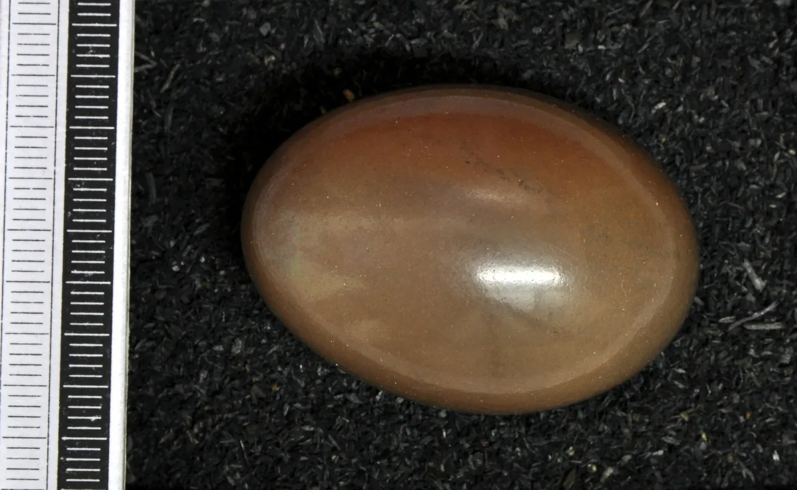 #5 - Darwin's Bird Egg, Sitting in a University Drawer for Two Centuries (By Klaus Rassinger und Gerhard Cammerer, Museum Wiesbaden, CC BY-SA 3.0)