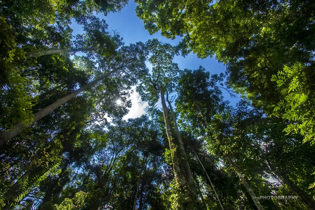 The Shocking Idea: Plants Aren’t Silent At All (Image Credits: Flickr)