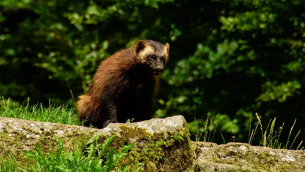 Wolverine: The Solitary Survivor of the Northern Wilds (Image Credits: Flickr)
