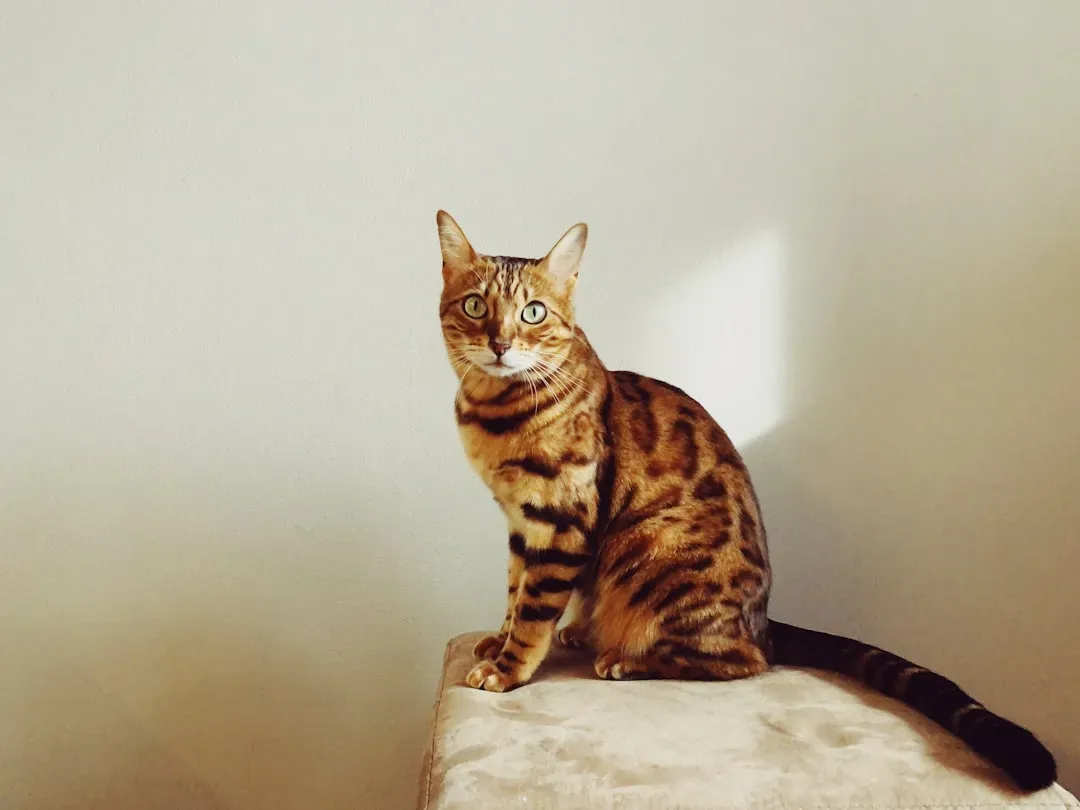 Aries: The Bengal – Your Wild, High-Energy Sidekick (Image Credits: Unsplash)