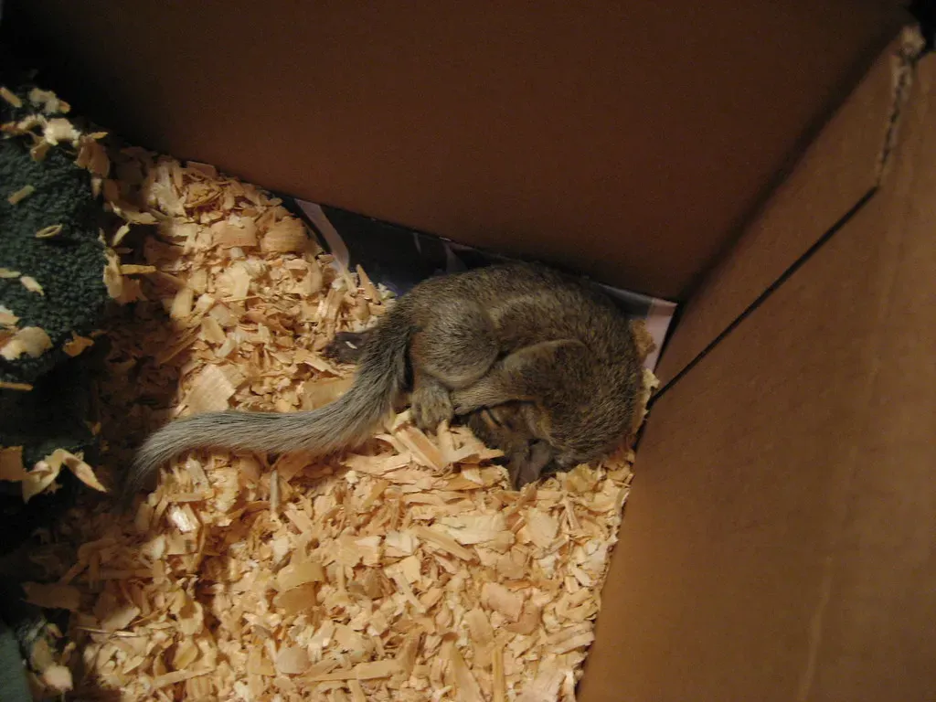 How Hibernation Really Works Inside an Animal’s Body (The359, Flickr, CC BY-SA 2.0)