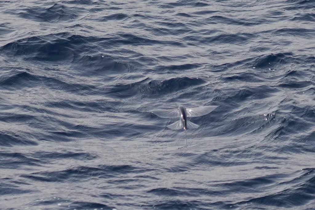 What Their Glides Reveal About Nature’s Ingenuity (Ronald van der Graaf, Flickr, CC BY 2.0)