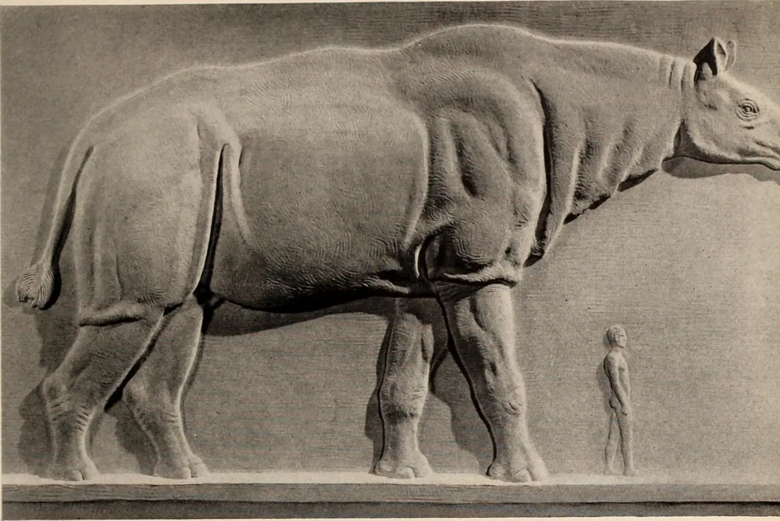 Mysterious Mammals: Paraceratherium, Giant Sloths, and the Post-Dinosaur World (Image Credits: Wikimedia)